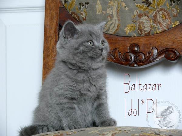 Galeria wspĂłlna, maĹe i duĹźe koty - kot brytyjski