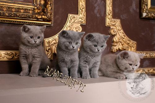 Galeria wspólna, małe i duże koty - kot brytyjski