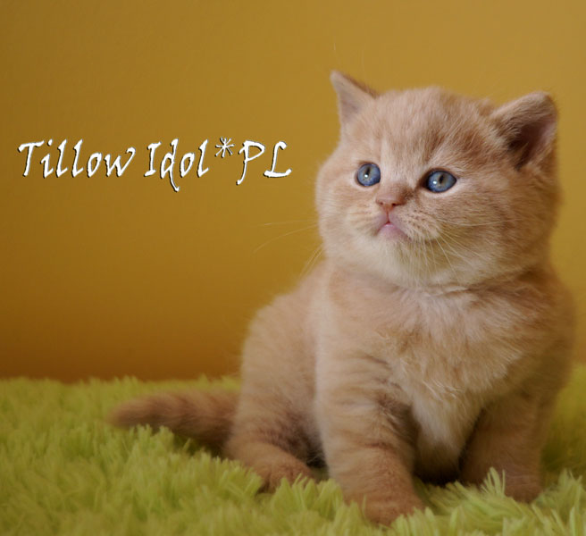 Tillow Idol*PL - kot brytyjski
